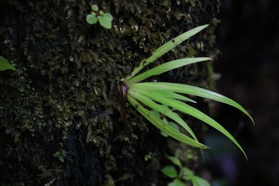 Orthothylax glaberrimus, photographed by Greg Tasney