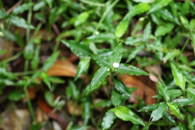 Aneilema biflorum, photographed by Greg Tasney