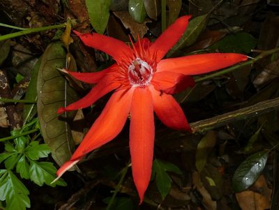 Passiflora vitifolia, photographed by Kai Squires