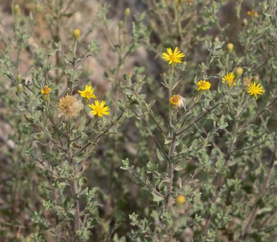 Heterotheca zionensis, photographed by Jesse Rorabaugh