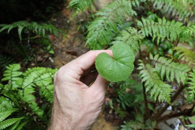 Hydrocotyle pedicellosa, photographed by Greg Tasney