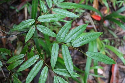 Austrosteenisia glabristyla, photographed by Greg Tasney
