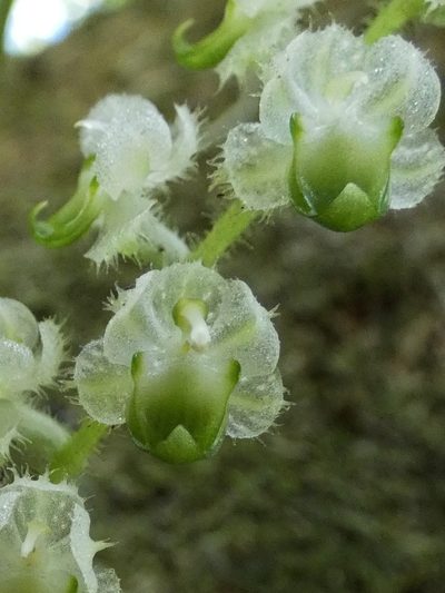 Ornithocephalus cochleariformis, photographed by Kai Squires
