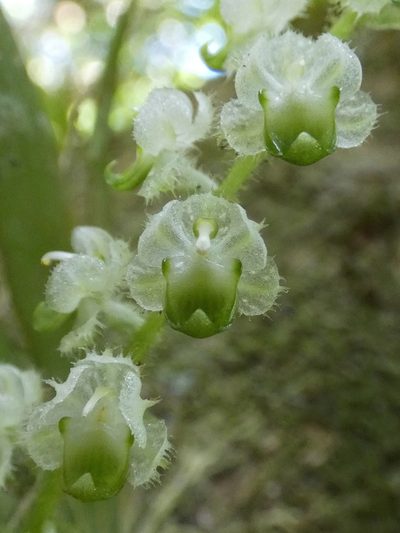 Ornithocephalus cochleariformis, photographed by Kai Squires