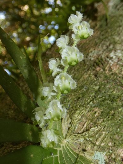 Ornithocephalus cochleariformis, photographed by Kai Squires