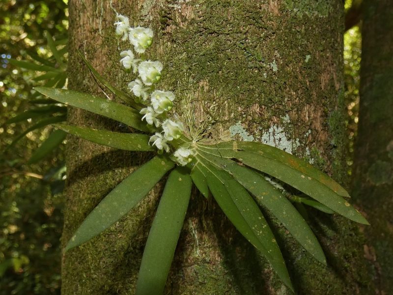 Ornithocephalus cochleariformis, photographed by Kai Squires