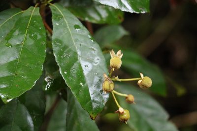 Sloanea australis, photographed by Greg Tasney