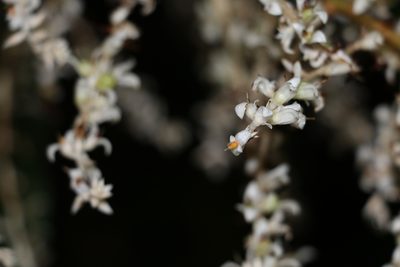 Orthothylax glaberrimus, photographed by Greg Tasney