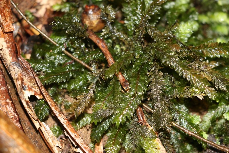 Mesochaete undulata, photographed by Greg Tasney
