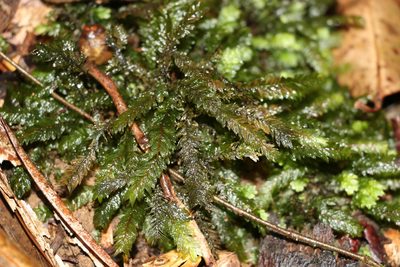 Mesochaete undulata, photographed by Greg Tasney