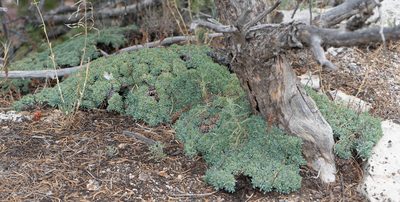 Petrophytum caespitosum, photographed by Jesse Rorabaugh