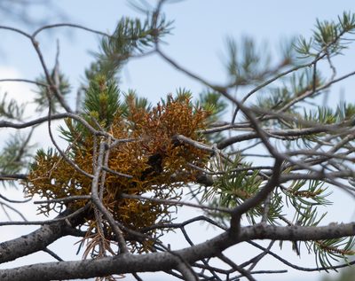Arceuthobium divaricatum, photographed by Jesse Rorabaugh