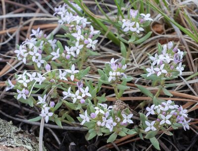 Houstonia wrightii, photographed by Jesse Rorabaugh