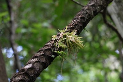 Oberonia complanata, photographed by Greg Tasney