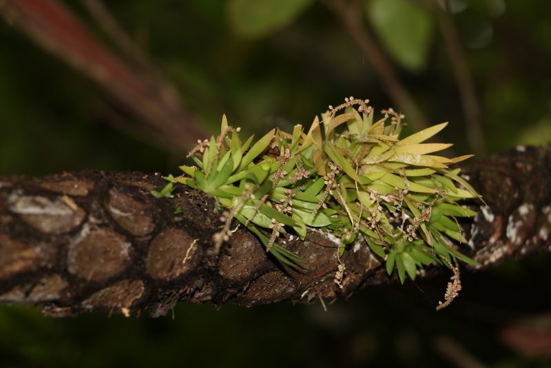 Oberonia complanata, photographed by Greg Tasney
