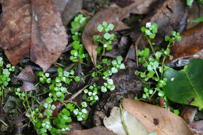Callitriche muelleri, photographed by Greg Tasney