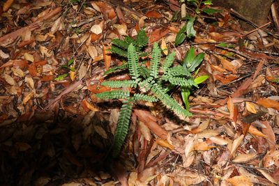 Adiantum silvaticum, photographed by Greg Tasney