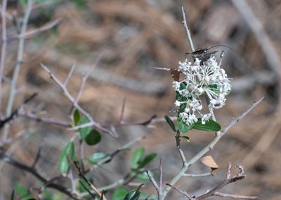 Ceanothus fendleri, photographed by Jesse Rorabaugh