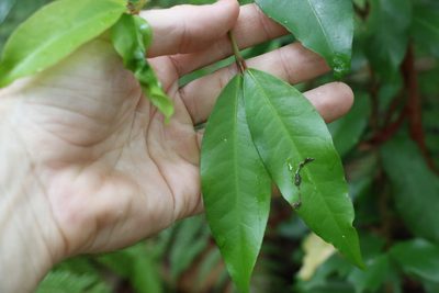 Austrobuxus swainii, photographed by Greg Tasney