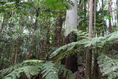 Eucalyptus grandis, photographed by Greg Tasney