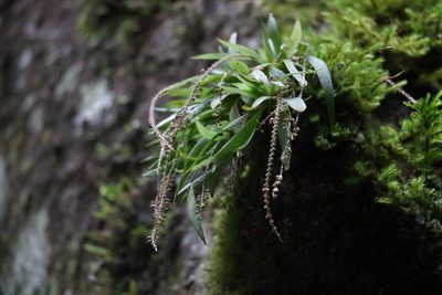 Oberonia complanata, photographed by Greg Tasney
