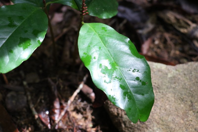Syzygium hodgkinsoniae, photographed by Greg Tasney