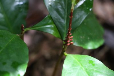 Syzygium hodgkinsoniae, photographed by Greg Tasney