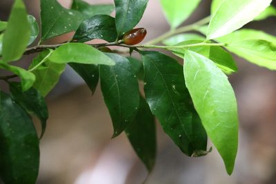 Symplocos baeuerlenii, photographed by Greg Tasney