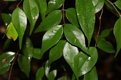 Syzygium luehmannii, photographed by Greg Tasney