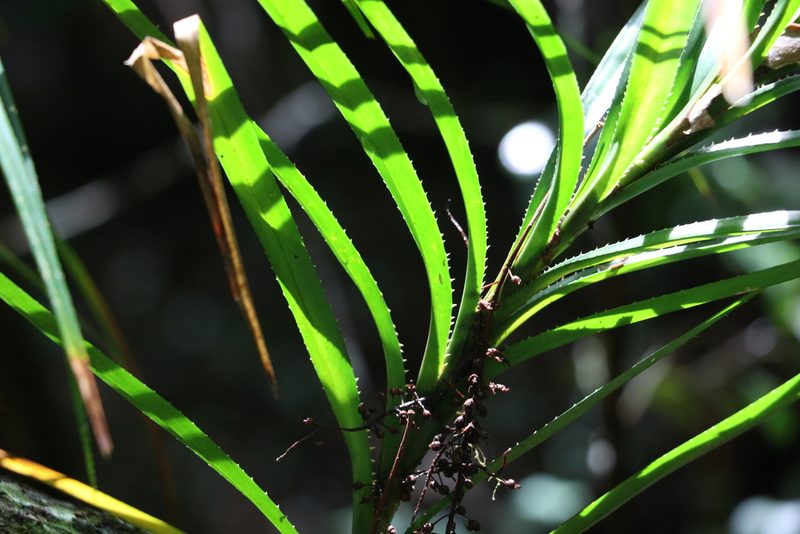 Freycinetia excelsa, photographed by Greg Tasney