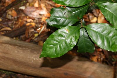 Syzygium hodgkinsoniae, photographed by Greg Tasney