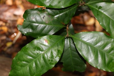 Syzygium hodgkinsoniae, photographed by Greg Tasney