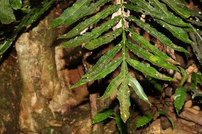 Hicksbeachia pinnatifolia, photographed by Greg Tasney