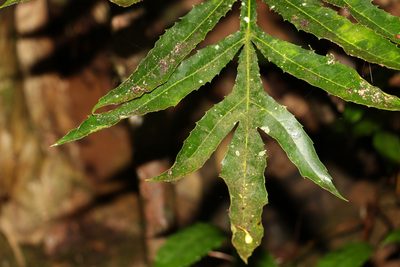 Hicksbeachia pinnatifolia, photographed by Greg Tasney