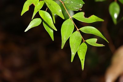 Decaspermum humile, photographed by Greg Tasney