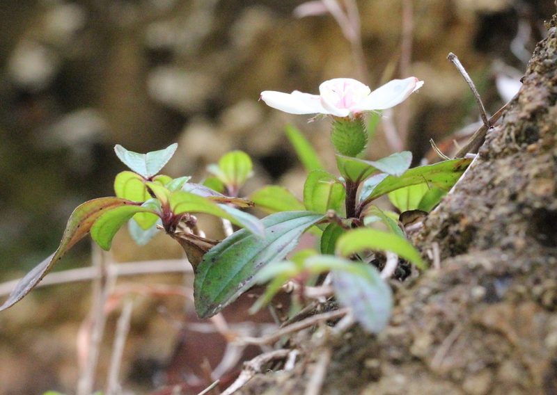 Melastoma dodecandrum, photographed by Agnes Trekker