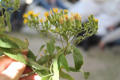 Trixis michuacana, photographed by Viacheslav Shalisko