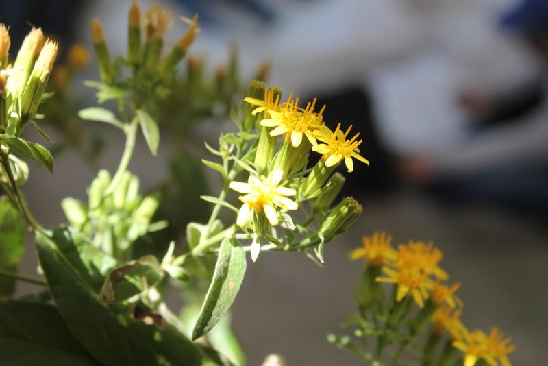Trixis michuacana, photographed by Viacheslav Shalisko