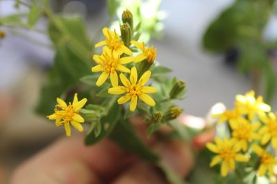 Trixis michuacana, photographed by Viacheslav Shalisko