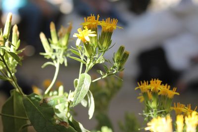 Trixis michuacana, photographed by Viacheslav Shalisko