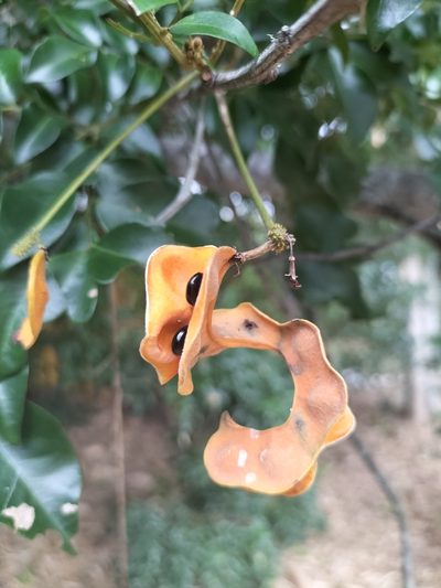 Pararchidendron pruinosum, photographed by Matthew Borella