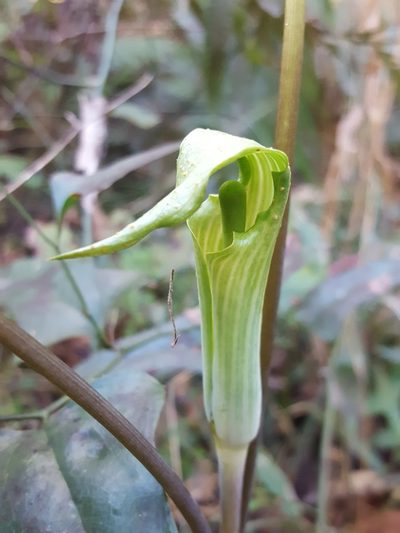 Arisaema acuminatum, photographed by Alex Abair