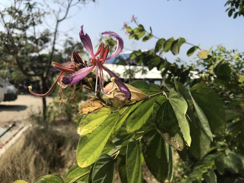 Bauhinia purpurea, photographed by Scott Edmunds