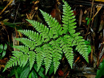 Athyrium arisanense, photographed by Jacy Chen