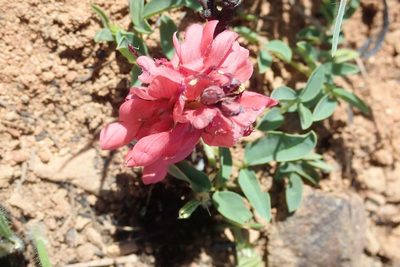 Indigofera sanguinea, photographed by Andrew Deacon