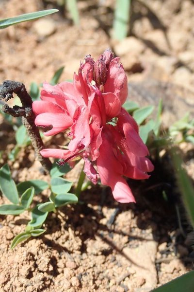 Indigofera sanguinea, photographed by Andrew Deacon