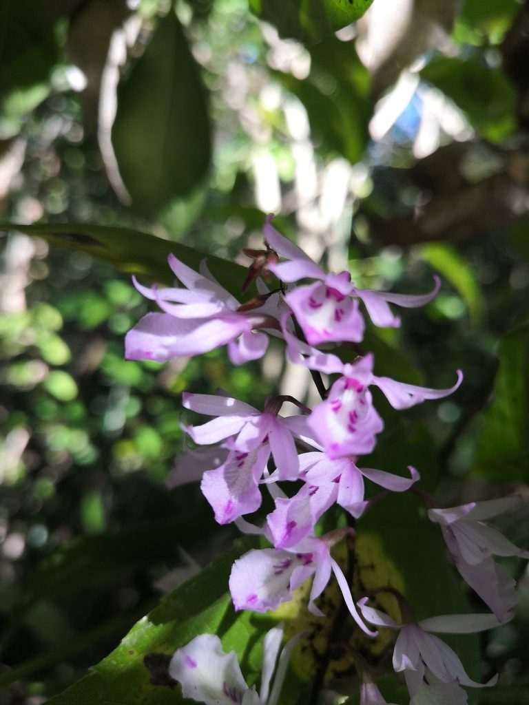 Barkeria palmeri, photographed by Ana Nuño