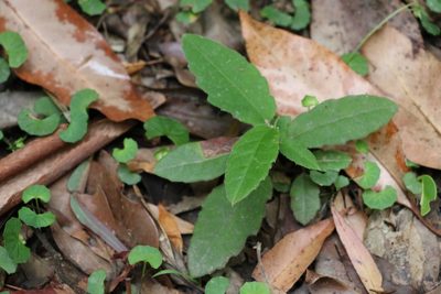Hibbertia dentata, photographed by Greg Tasney