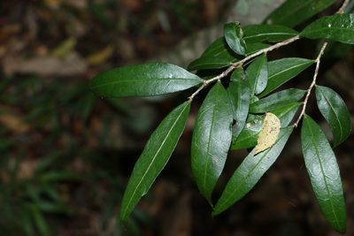 Hedraianthera porphyropetala, photographed by Greg Tasney