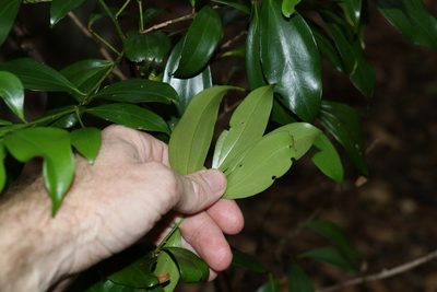 Cryptocarya laevigata, photographed by Greg Tasney